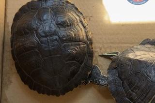 Szczecinianka sprzedawała żółwie, których posiadanie jest zabronione 