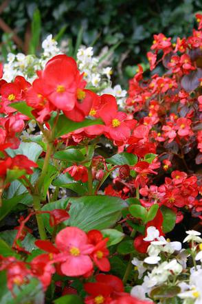 Begonia stale kwitnąca