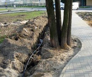 Uszkodzenia drzew. Ochrona drzew w mieście, praktyczne sposoby zabezpieczenia drzew na budowie