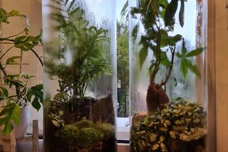  Rzeszów. Kwiaty po mojemu [GALERIA]