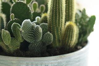 Kaktusy doniczkowe