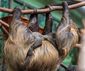 W Orientarium Zoo Łódź urodził się leniwiec