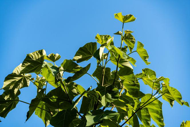 Paulownia