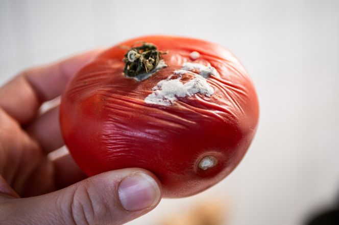 Kobieta trzyma w ręce zgniłego pomidora