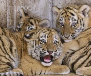 Tygryski z opolskiego zoo mają już imiona. Nawiązujące do rzeki Odry