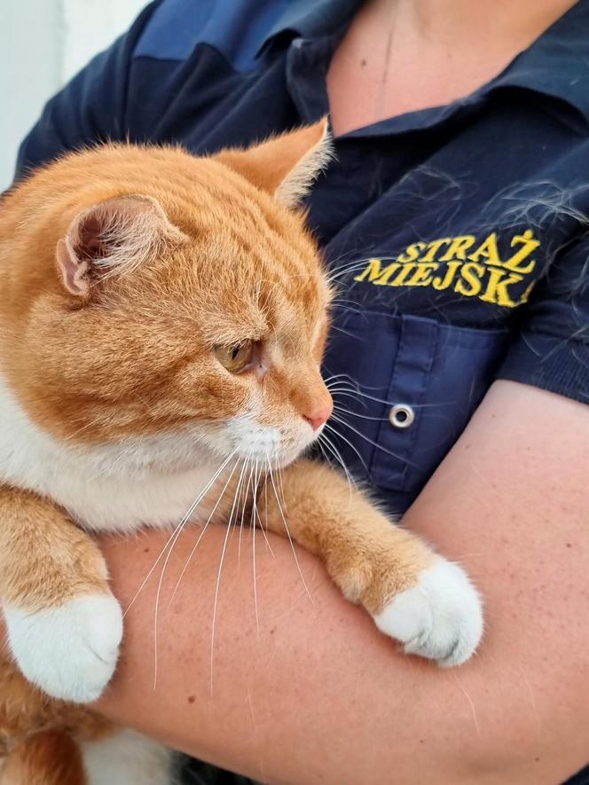 Garfield szybko zdobył należne mu miejsce w komendzie Straży Miejskiej w Świdniku