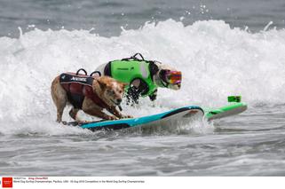 Francuski piesek mistrzem surfingu