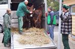 Osły Poitou w Chorzowie