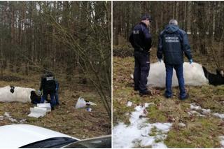 Strzegowo. Byk ZABIŁ właściciela! Agresywne zwierzę uciekło ze stodoły!