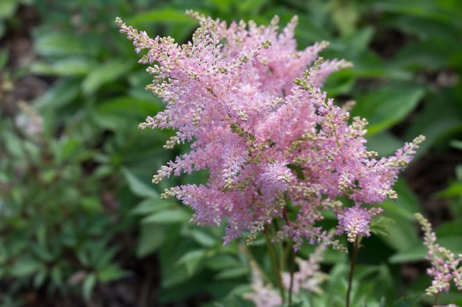 Tawułka japońska - Astilbe japonica
