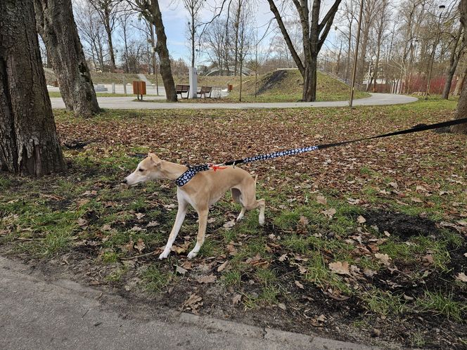 Chartoterapia dla WOŚP. Spacer charytatywny z pieskami po Parku Ludowym w Lublinie