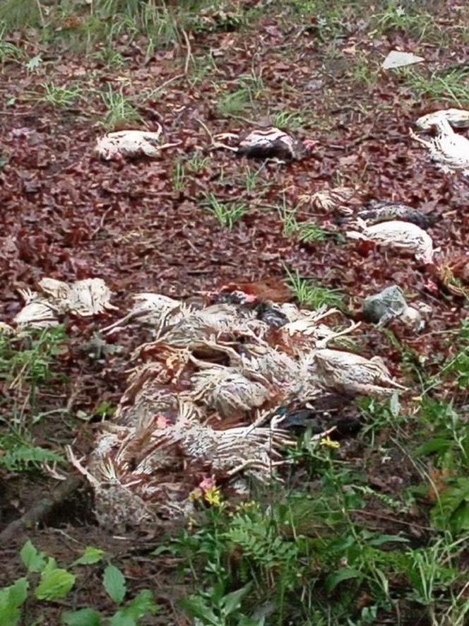 Ktoś wyrzucił martwe kury