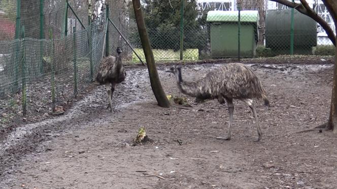 Jaja emu na ZUT w Szczecinie