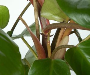 Filodendron czerwieniejący