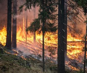 Alertów będzie więcej. Co robić, by w lesie nie doszło do pożaru?