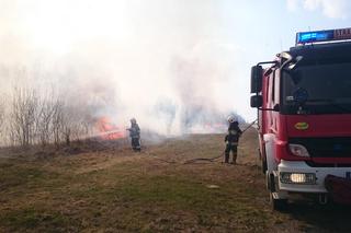 Mieszkańcy Podkarpacia masowo wypalają trawy