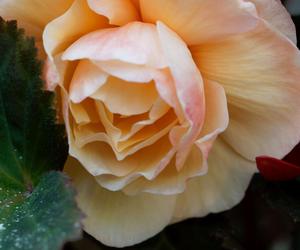 Begonia bulwiasta