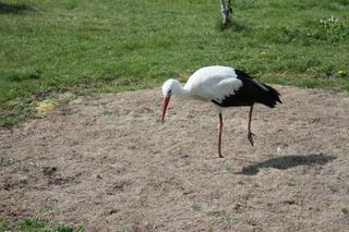 Gustaw wrócił do domu po pieciu latach 