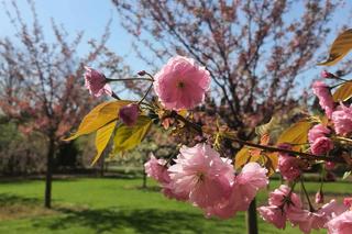 Wiosna w Ogrodzie Botanicznym PAN w Powsinie. Zakwitły magnolie i drzewa wiśni