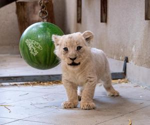 W Śląskim Ogrodzie Zoologicznym przyszły na świat cztery lwiątka! 