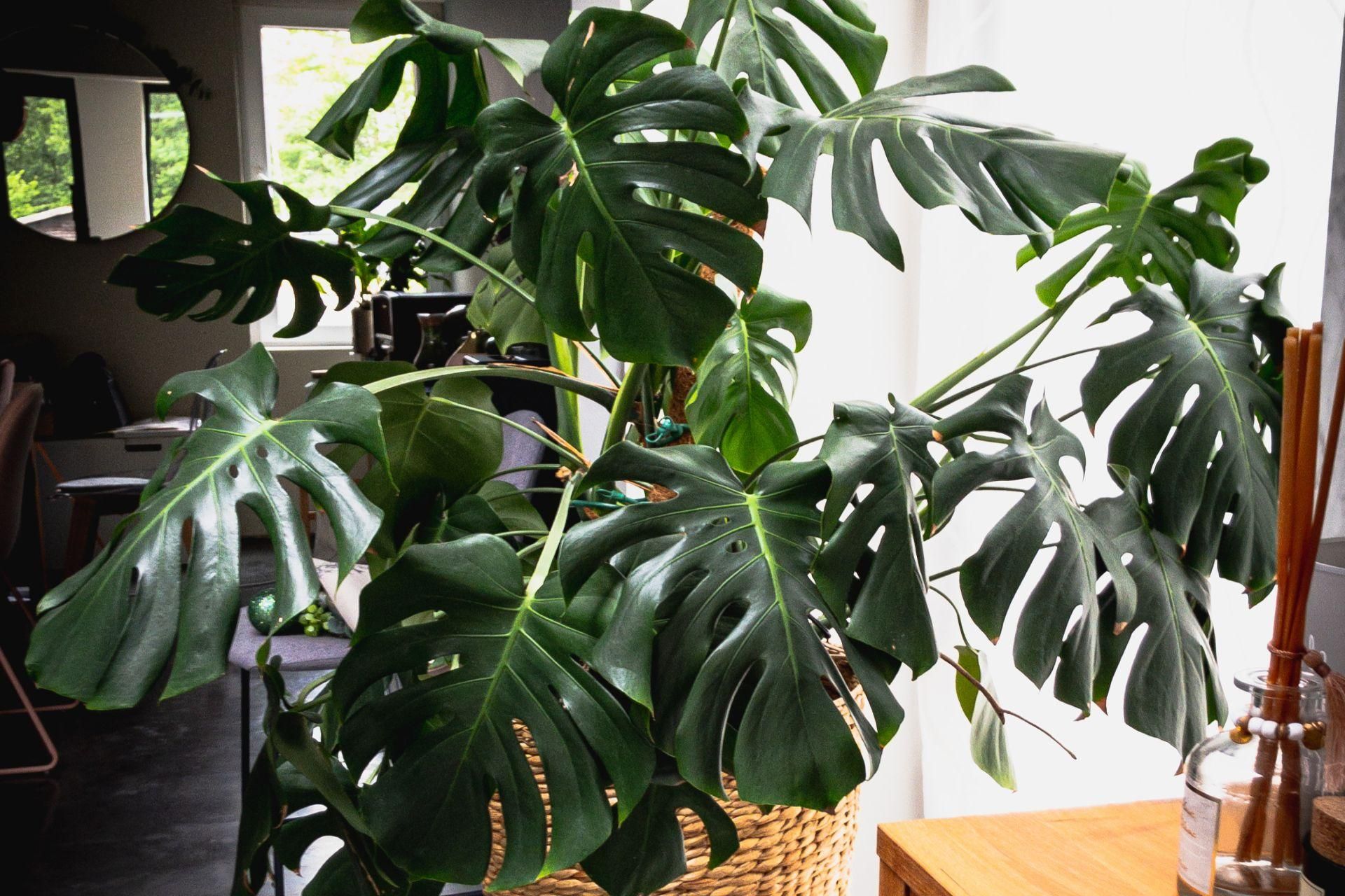 Monstera  pielgnacja, stanowisko, podlewanie. Czego nie lubi monstera w  domu? - murator.pl