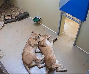 Młode lwice Wanja i Malkia są już we wrocławskim zoo. Do nowej lwiarni trafi także Togo 