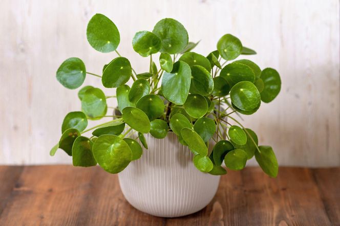 Pilea peperomiowata