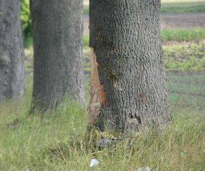 Zwęglone zwłoki w elektrycznym oplu. Samochód uderzył w drzewo i stanął w płomieniach