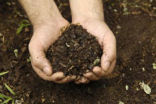 Ogród ekologiczny: jak dbać o glebę w ogrodzie ekologicznym