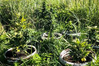 Plantacja marihuany w gminie Wasilków