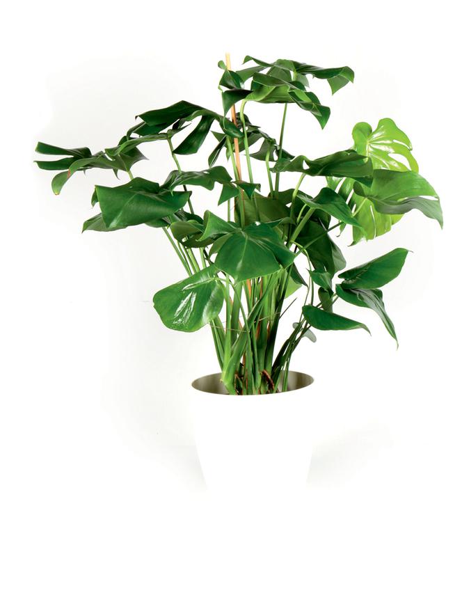 Monstera dziurawa