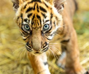 Cztery tygrysy sumatrzańskie z wrocławskiego zoo otrzymały imiona