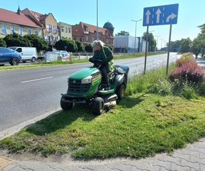 Trawniki w Lesznie wybujały. Koszą prawie codziennie [ZDJĘCIA]