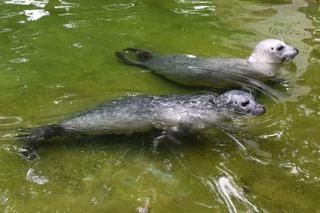 Foki pospolite w płockim zoo