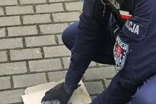 Policjanci o gołębich sercach