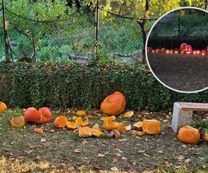 Ksiądz zniszczył halloweenowe dynie. Moim obowiązkiem jako autorytetu jest ochrona dzieci