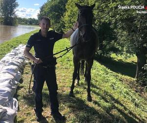 Policjanci wyciągnęli konia z Odry. Nie mógł się wydostać. Brawurowa akcja!