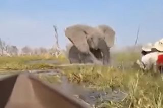 Horror na wakacjach. Zaatakowały ich słonie, wpadli do rzeki pełnej krokodyli