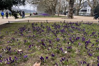 Krokusy Szczecin 2025 