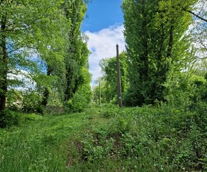 Torowisko tramwajowe na Babiej Wsi w Bydgoszczy zarośnięte chwastami. Tramwaje zniknęły stąd lata temu