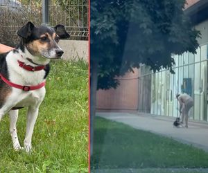 Kopał własnego psa na oczach przechodnia. Schronisko interweniuje 