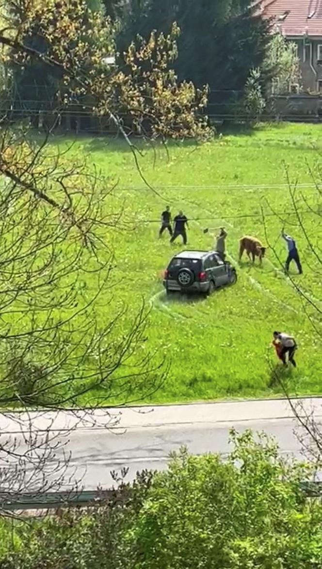 Horror na łące! Znęcali się nad cielakiem, wjeżdżali w niego samochodem