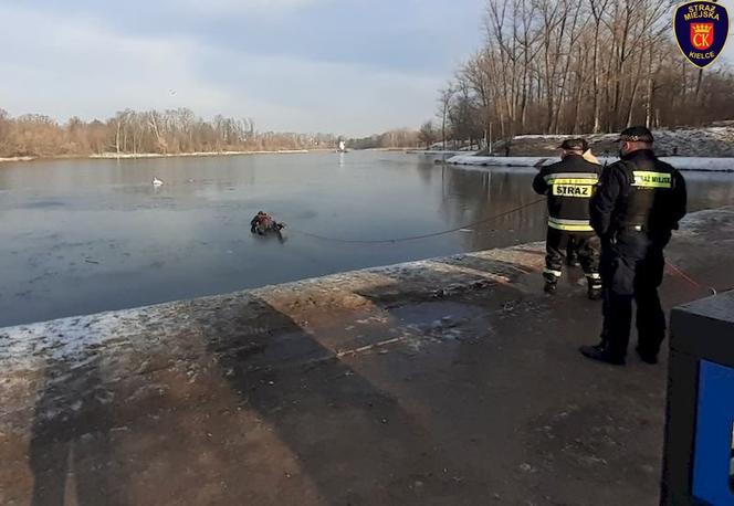 Kielce: Na ratunek łabędziowi! PRZYMARZŁ do tafli lodu i nie mógł się ruszyć!