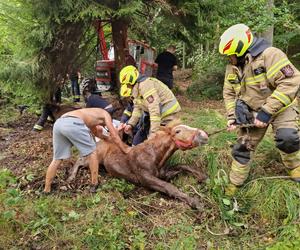 Nietypowe interwencje służb. Strażacy-ochotnicy uratowali stado koni, a strażnicy miejscy sarenki