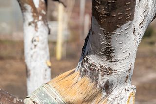 Bielenie drzew owocowych