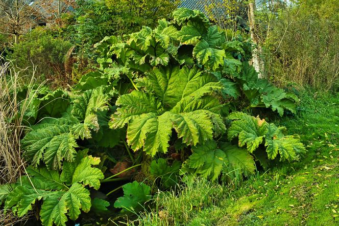 Gunnera olbrzymia