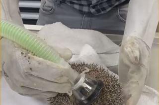 Wściekł się, bo wybudzili go ze snu