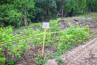 Rdestowiec na budowie Trasy Północnej