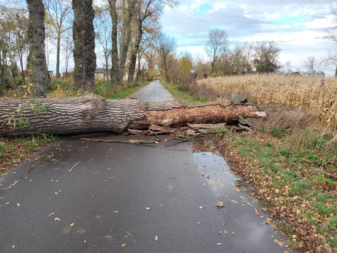 Silny wiatr i ulewy nad Łódzkiem