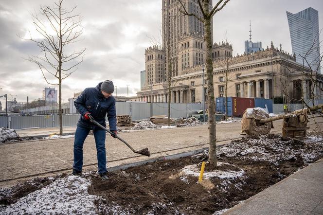 Drzewa pod Pałacem Kultury